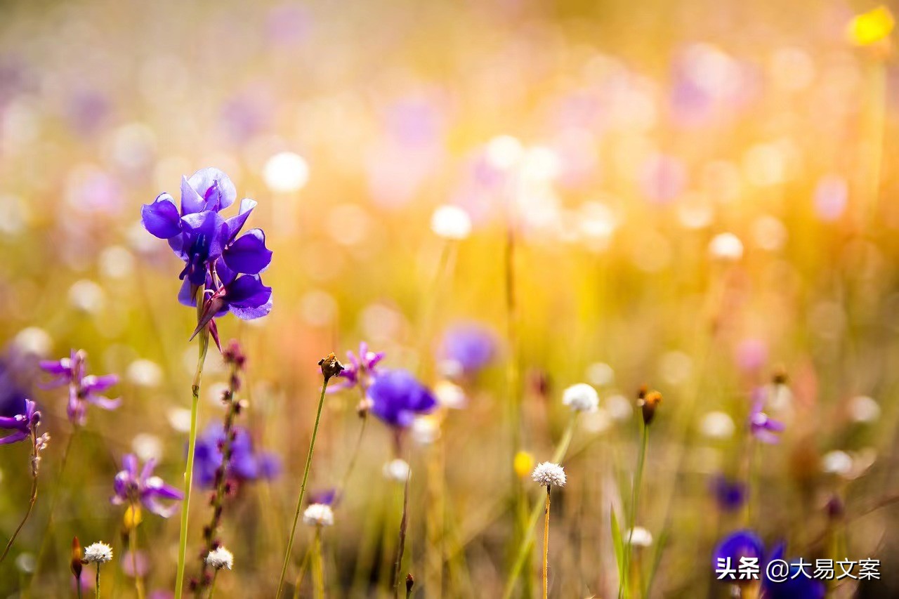 2022浪漫情感语录,唯美意境,爱你永不变