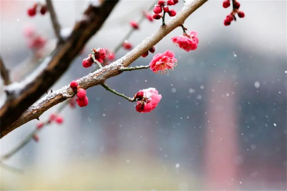 当春花遇上春雪，看京城别样的诗意与浪漫~