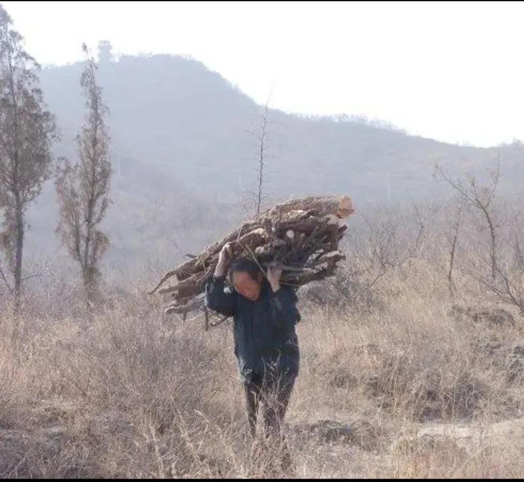 民间故事：老汉打柴救了黄鼠狼，它托梦说：这几天不要去打柴