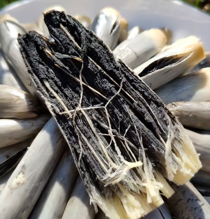 它叫乌米,寄生在高粱上的霉菌,有幸遇到别扔掉,味道鲜美价值高