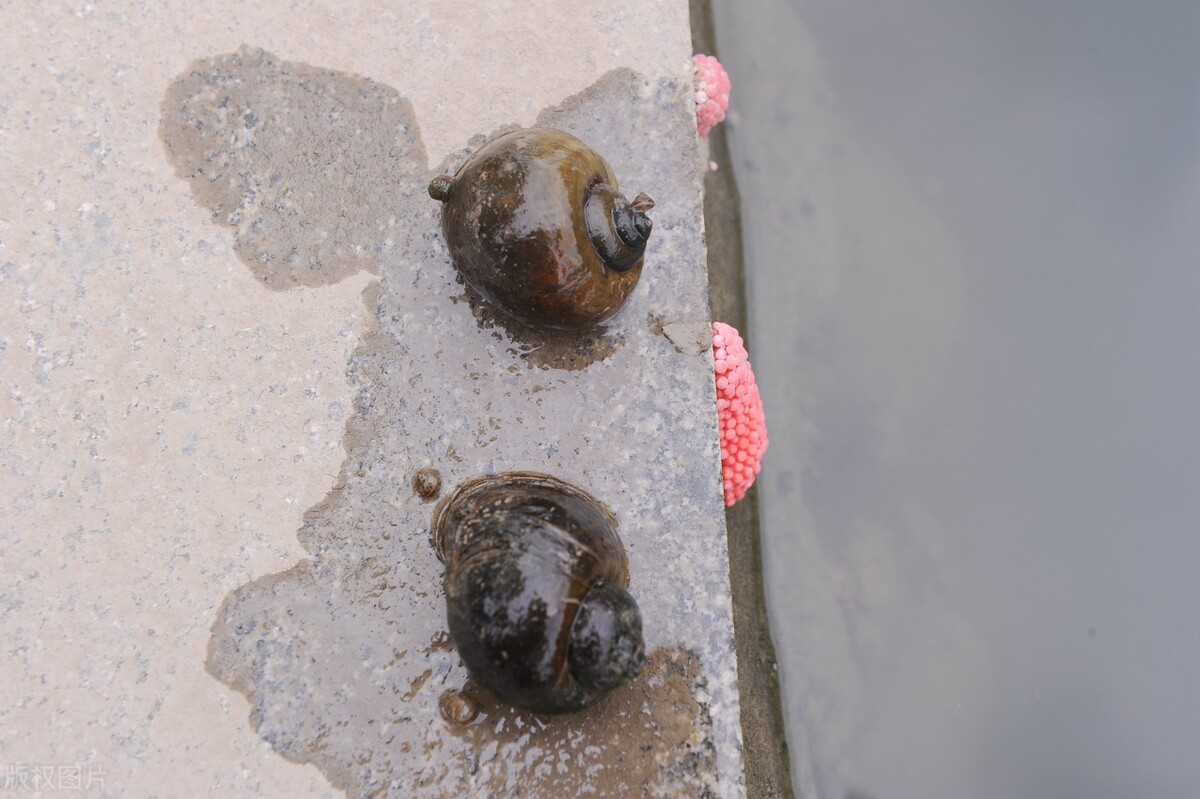 此螺蛳非彼螺蛳受保护的螺蛳与石田螺和圆田螺