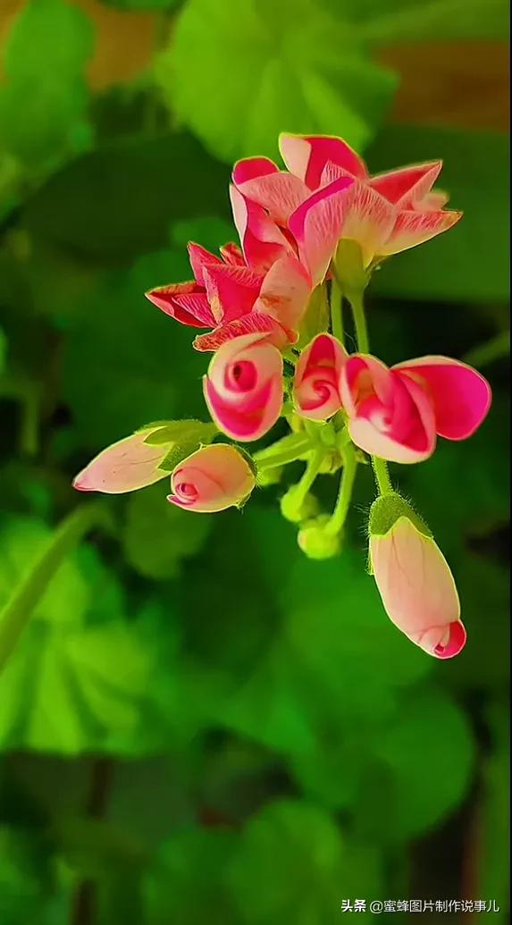 写郁金香园的优美句子（静享这春暖花开，百花争艳的美好时光）