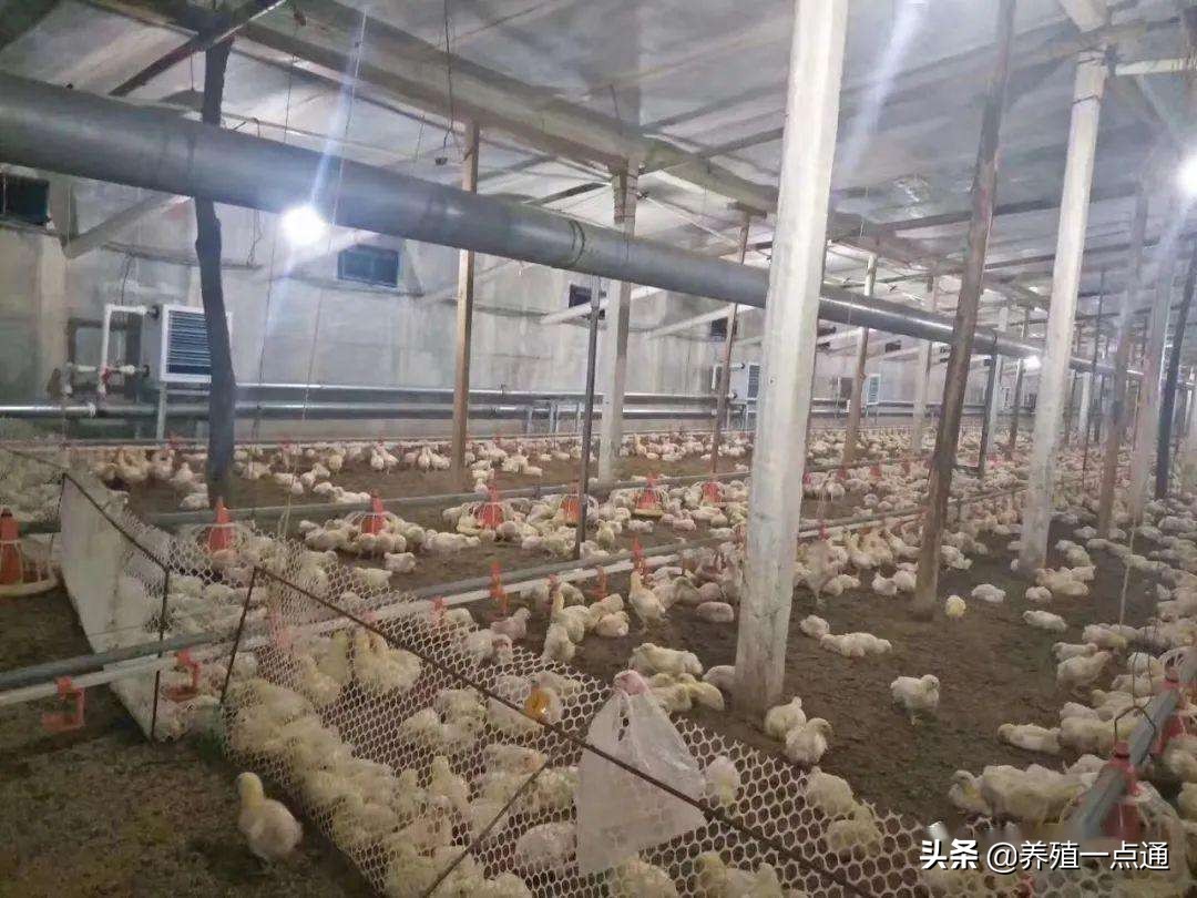 散養(yǎng)雞舍,