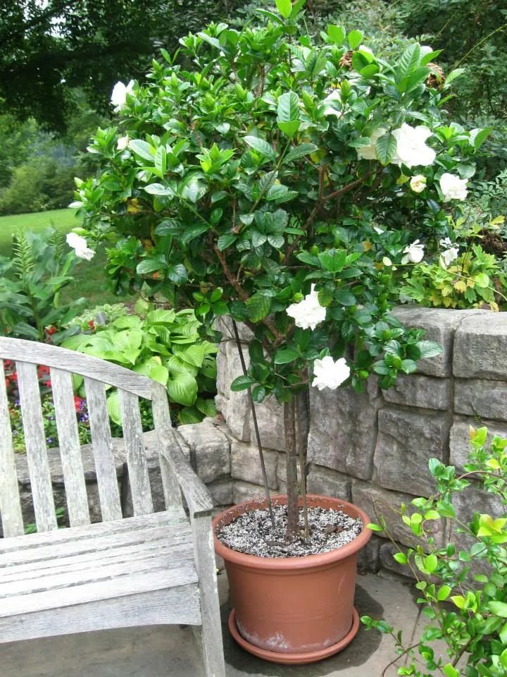 栀子花盆景（室内盆栽栀子花养护全指南介绍）