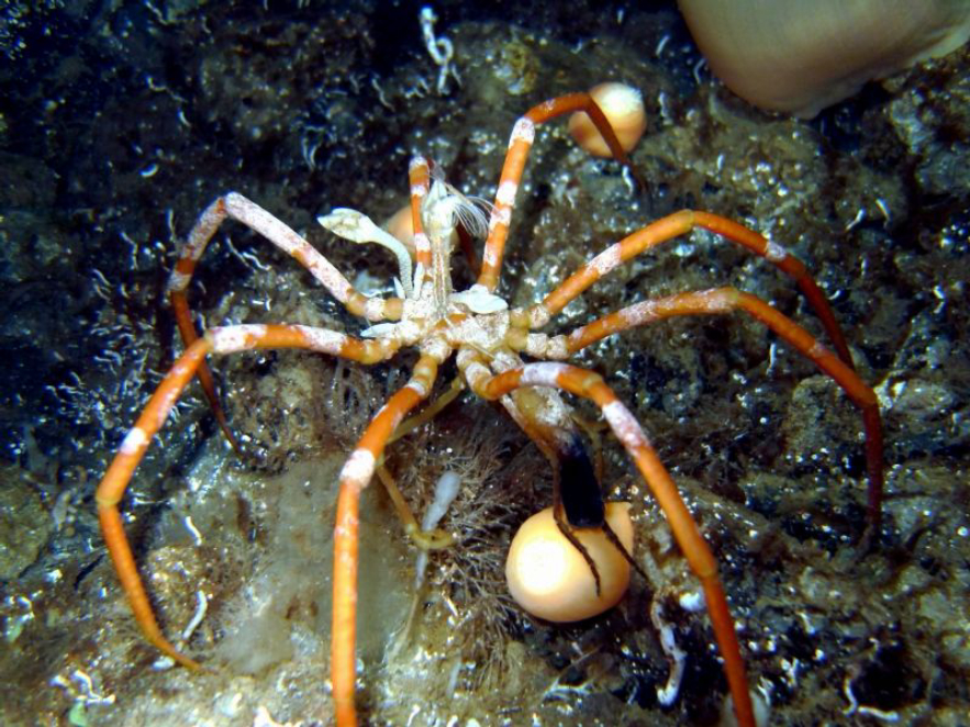 极端的海蜘蛛
