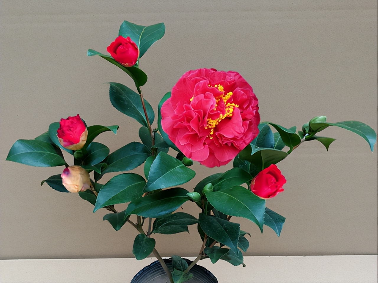 它被誉为 红茶花之王 清新淡雅 比牡丹艳 雍容而不失优雅 天天看点