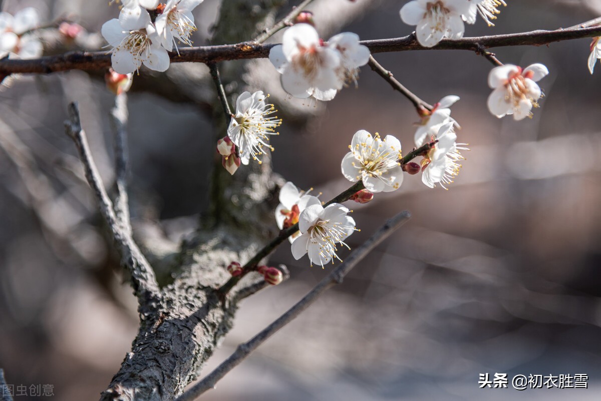 迎腊梅花六首：梅生红粟初迎腊，迎腊梅花无数开