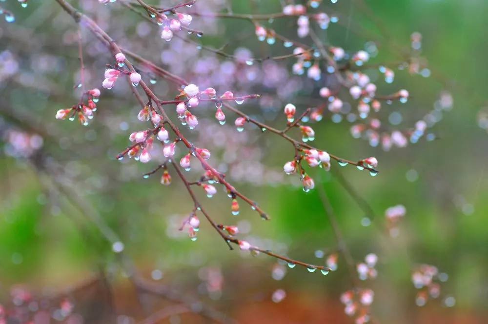 14首诗词：杏花遇上春雨，一滴雨落，一朵花开，便是整个江南……