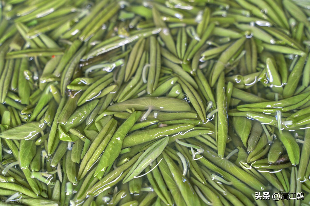 莼菜种植对生态环境的"特殊要求"