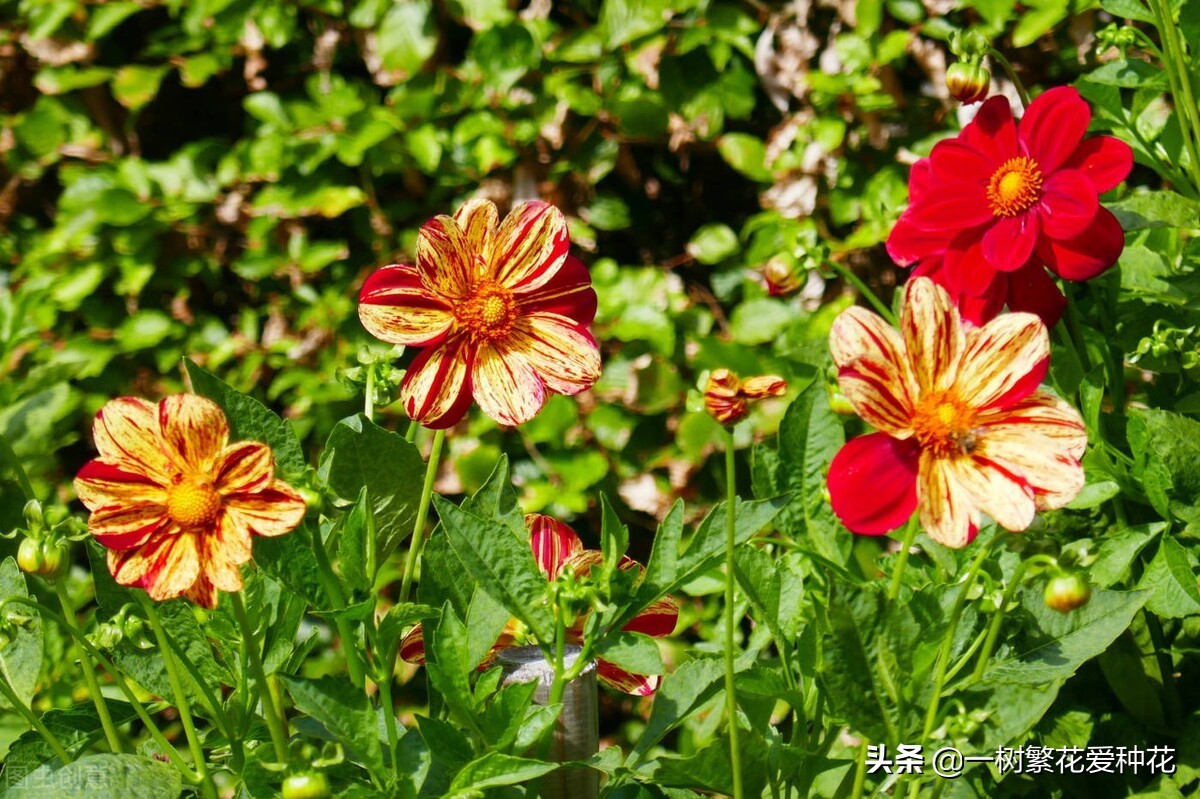 北方可以露地越冬的宿根花卉（30种不同宿根花卉盘点）