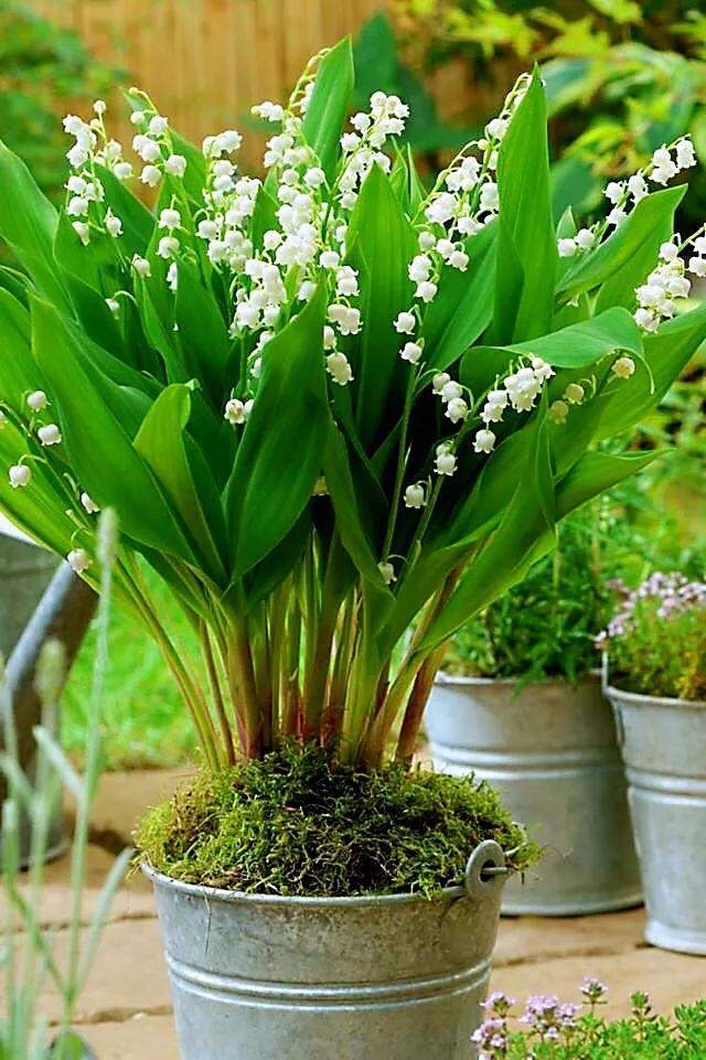 铃兰花～花开洁白清香,形似一串串风铃,是一种优良的盆栽植物