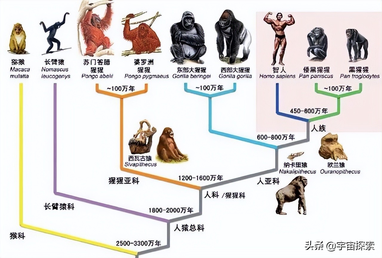 数万年前地球上至少有六个人种，如今为何只剩下人类自己？