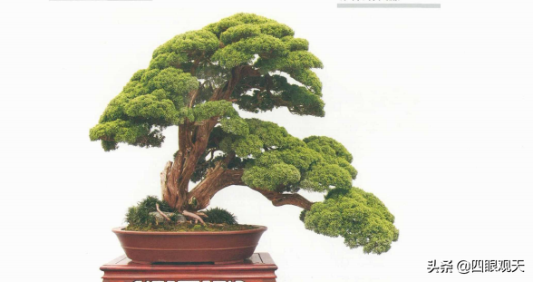 再后来,随着日本盆景界与国际的接轨,真柏的概念延伸到了其他地区原产