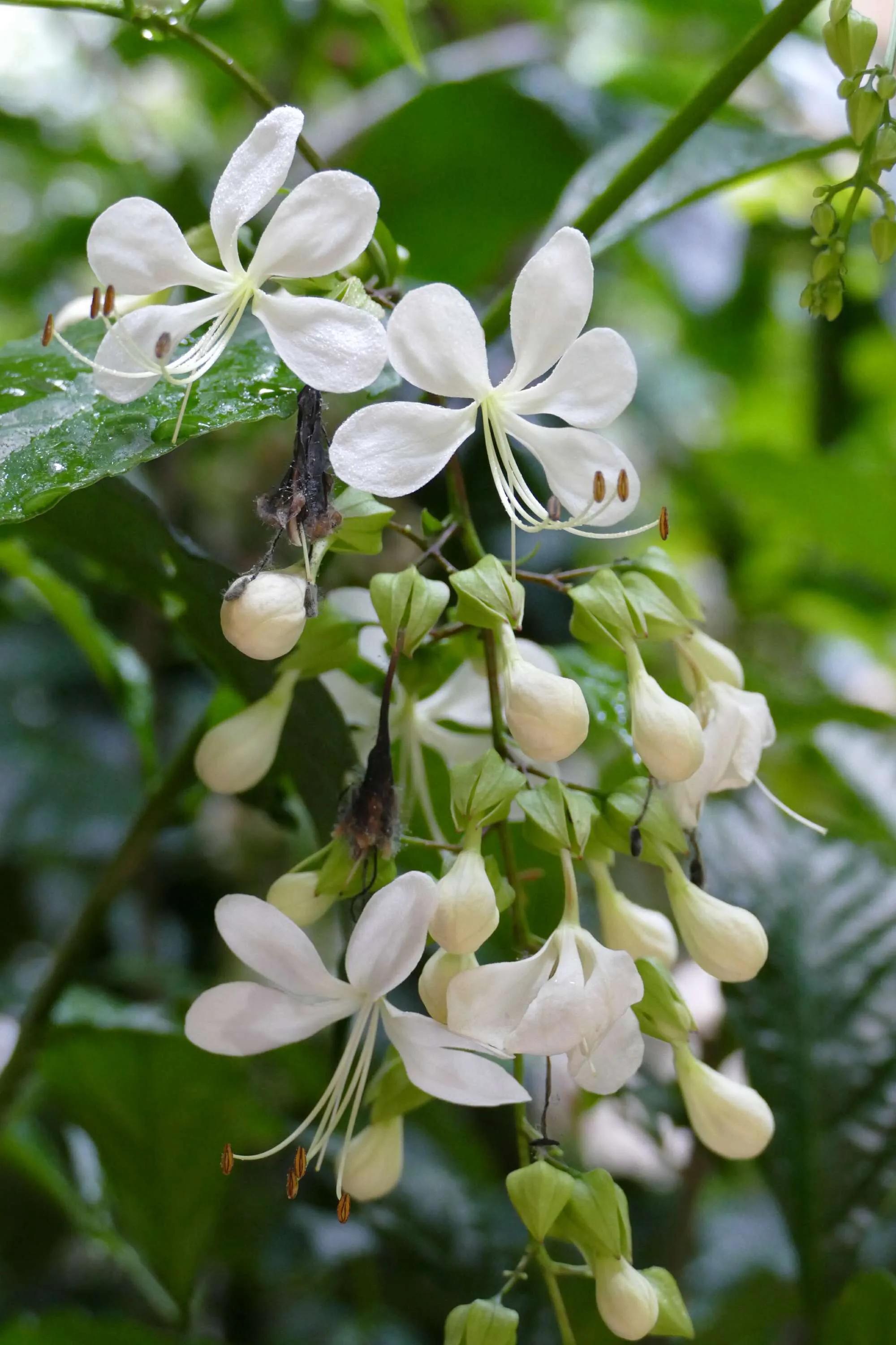 垂丝茉莉～花如蝴蝶翩翩舞，香似茉莉沁心脾