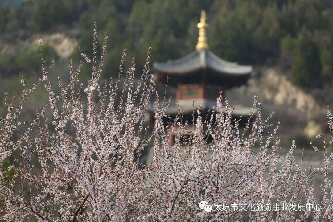 线上展览|“山河春意 锦绣太原——花的世界”主题摄影线上图片展（十）