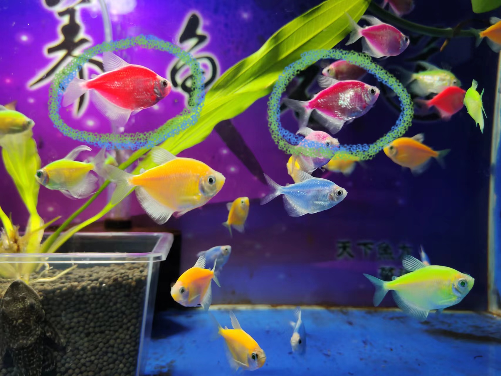 天使鱼图片(小型鱼患病) - 赤虎壹号