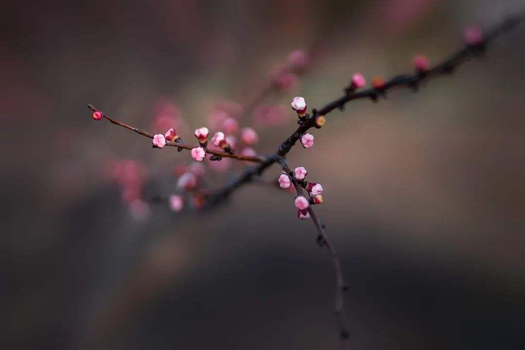 14首诗词：杏花遇上春雨，一滴雨落，一朵花开，便是整个江南……