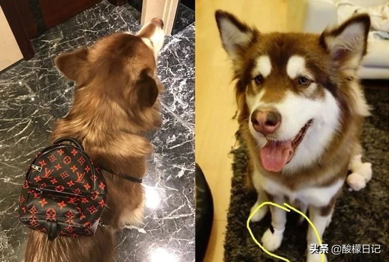 赵本山儿子花260万买狗不算什么，看看世界上最有钱的狗身价20亿