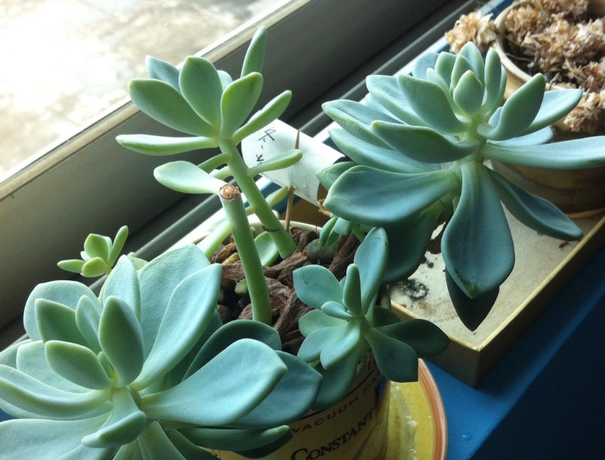 休眠状态的多肉冬美人,只要及时的停止掉肥料的追加,并且偶尔见干浇湿