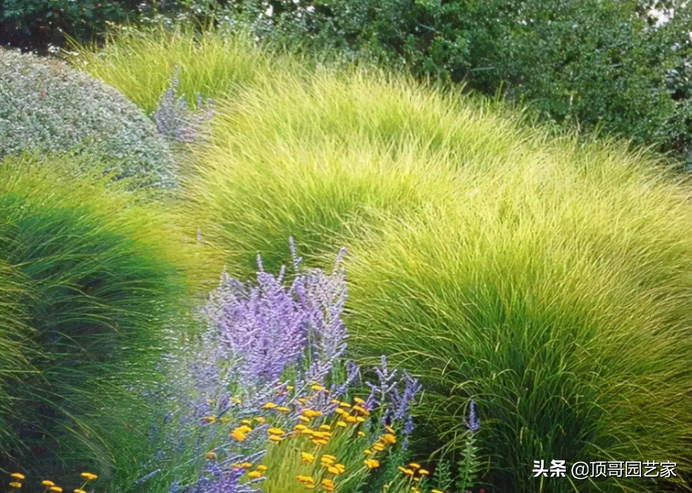 观赏草品种大全（6种高颜值观赏草详细介绍）