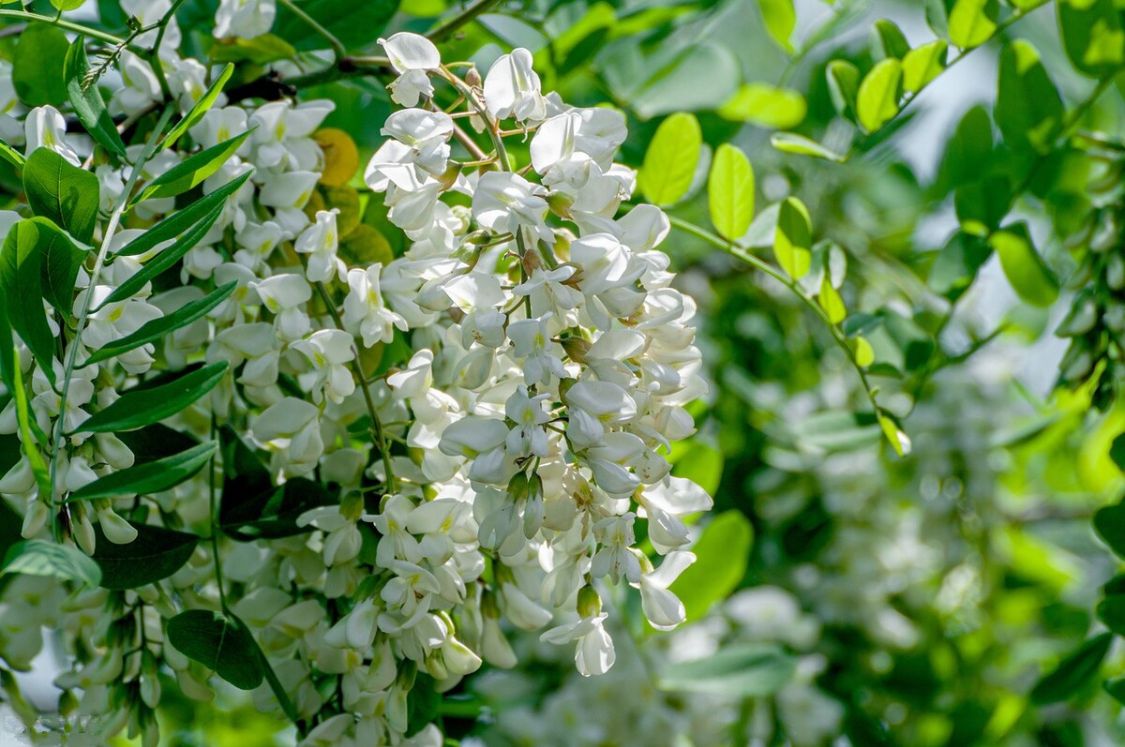 香花槐可以吃吗（教你正确区分不同颜色的香花槐）