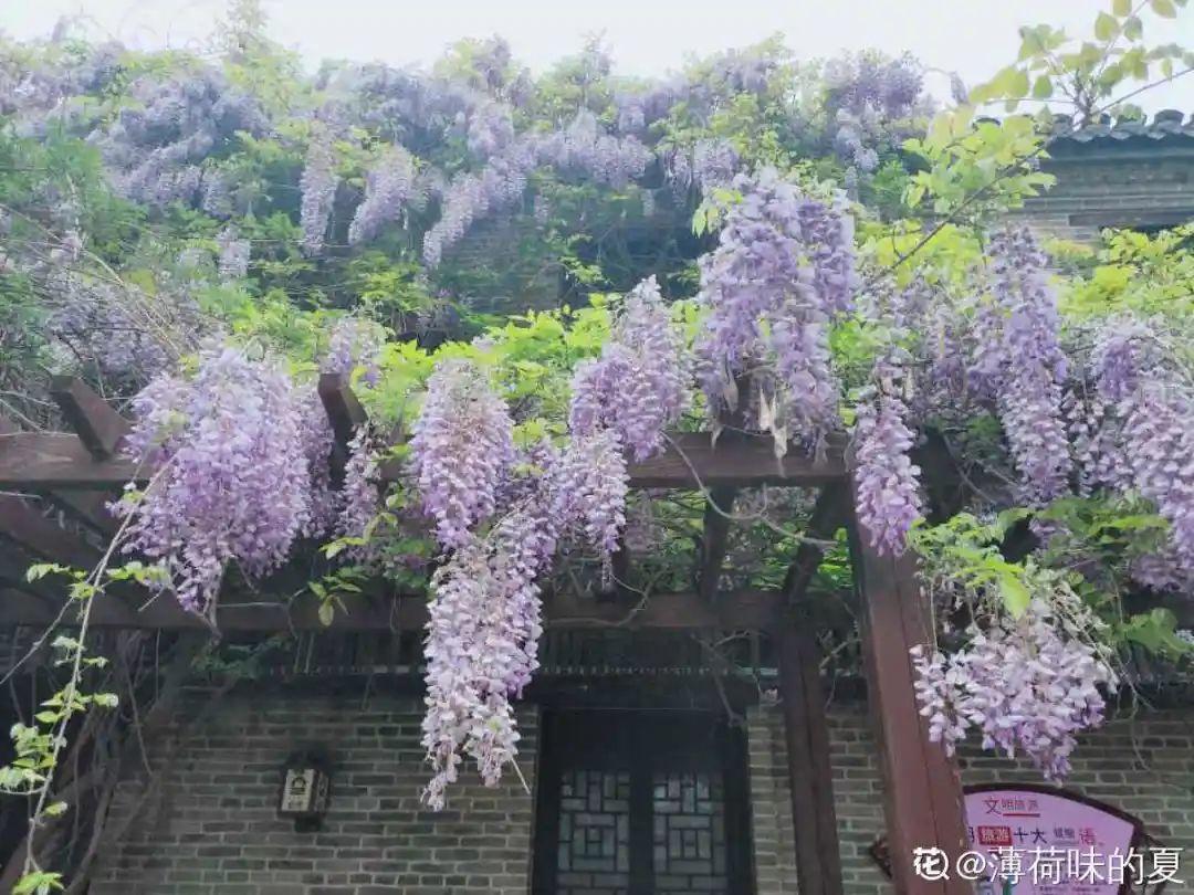 象征老人长寿的花（寓意老人健康长寿的花）