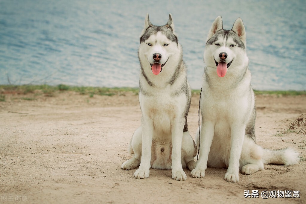 狗的繁殖期是多少天