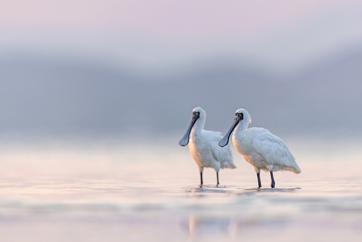 以热爱为名发现自然之美 那些野性瞬间背后的故事