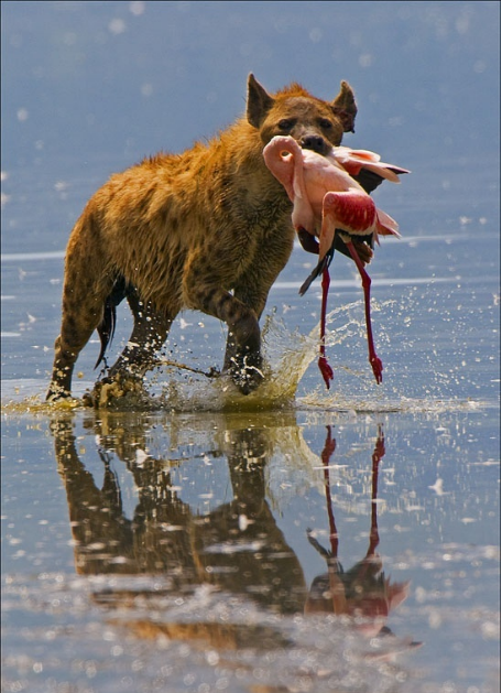 斑鬣狗为何热衷于掏肛？被掏肛的动物为何站在原地不跑？