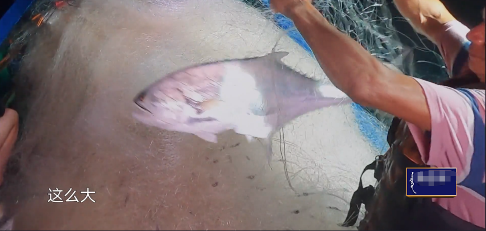 吃空气、假开车、骑假马、戴假肩胛骨，内娱明星拍戏有啥是真的？