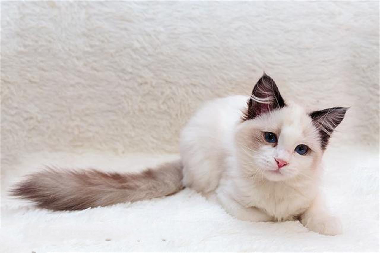 布偶猫不好养？告诉你几大饲养小技巧
