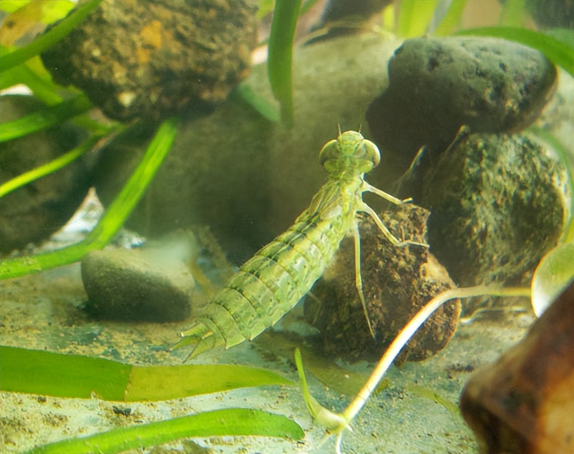 蜻蜓的幼虫---水虿:凶猛的猎食者  异形的原型