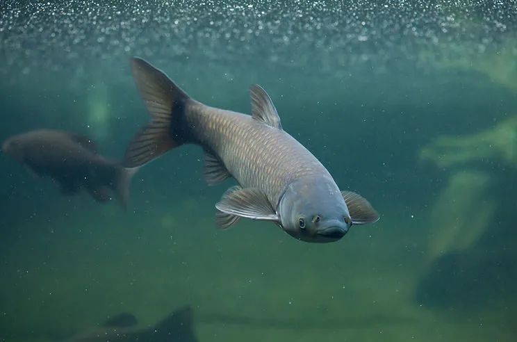 魚有沒有福利？如何保障您餐桌的魚肉安全？