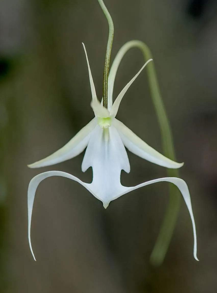 鬼兰花价格(幽灵鬼兰花价格)