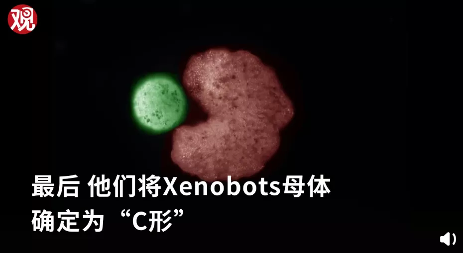 全球首个活体机器人可自我繁殖！当机器有了繁殖能力还是机器吗？