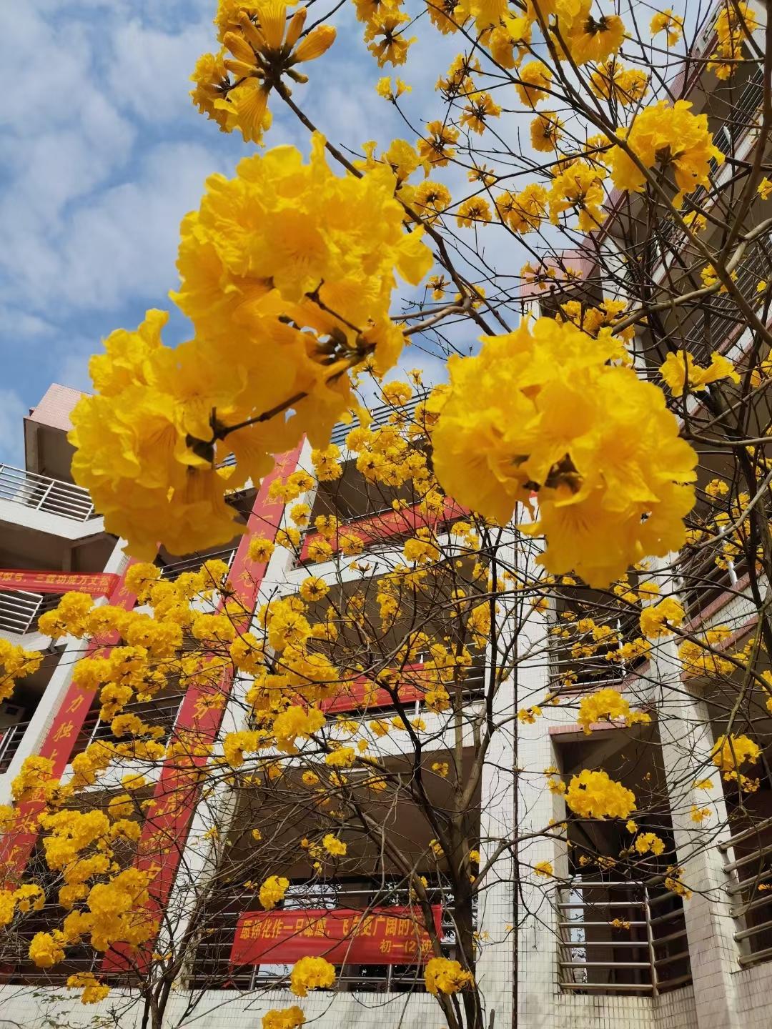 廣州市南沙第一中學(xué)：我在豐澤東路的日子(圖3)