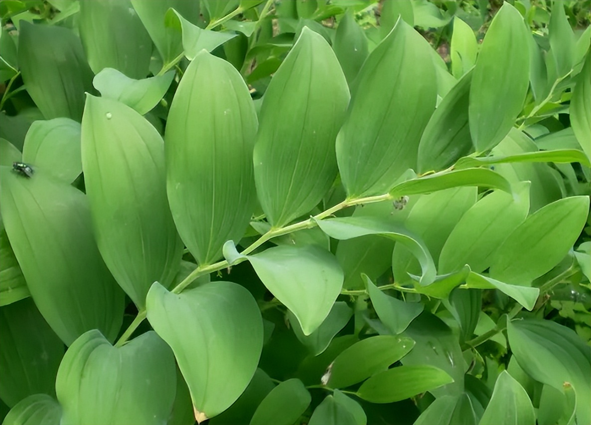 像竹子的盆栽植物叫啥（这款药材常常被误认为竹子）