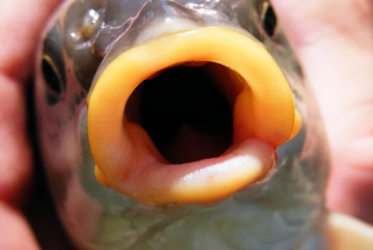 鱼的舌头对寄生虫来说是极佳的诱饵！