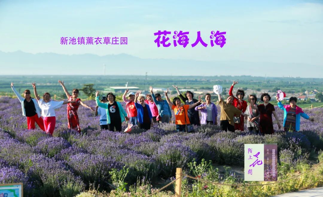【圖集】合陽紫緣薰衣草種植園
