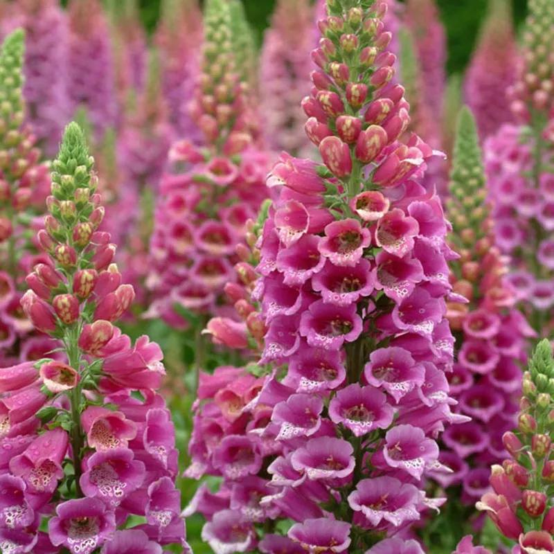 花朵美图｜温柔甜美的初吻、大丽花、耧斗菜花朵合集160张