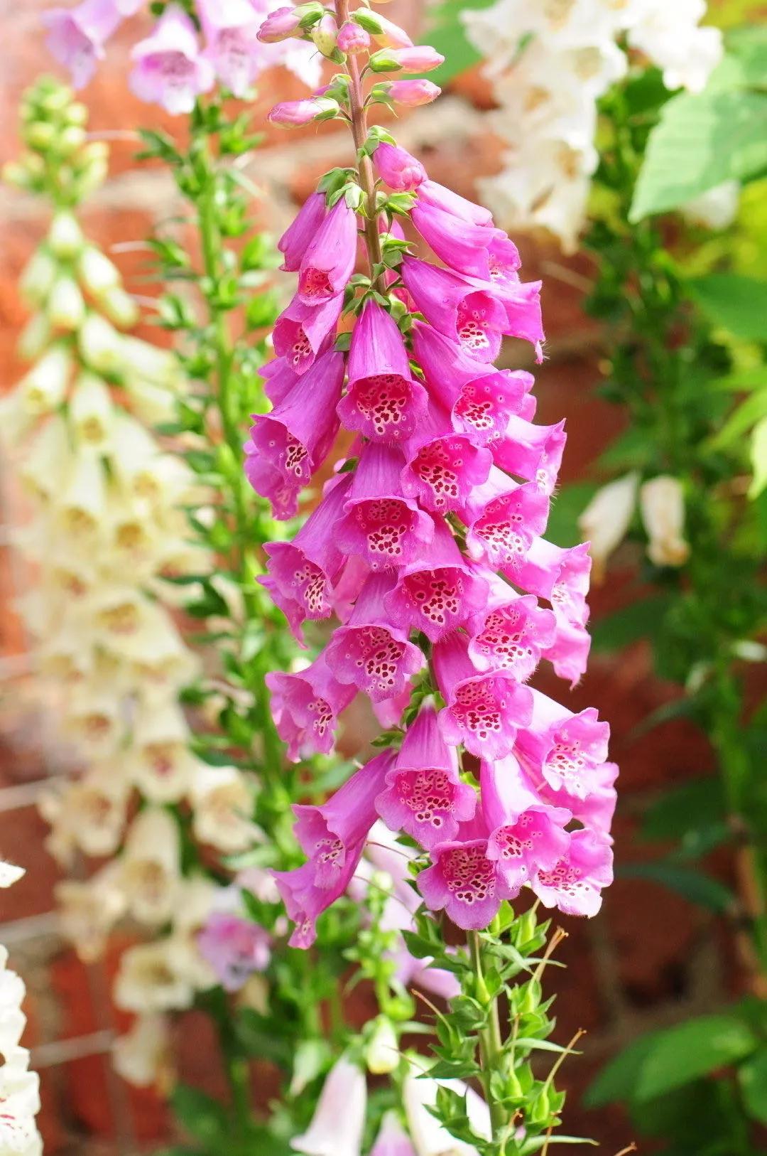 花朵美图｜温柔甜美的初吻、大丽花、耧斗菜花朵合集160张