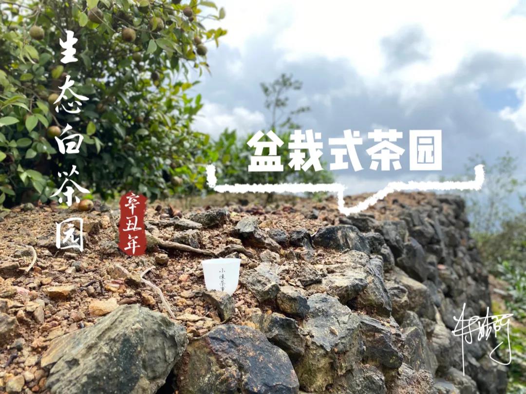 冬季煮茶热，铁壶、陶壶、玻璃壶、喷淋壶，究竟该怎么选？
