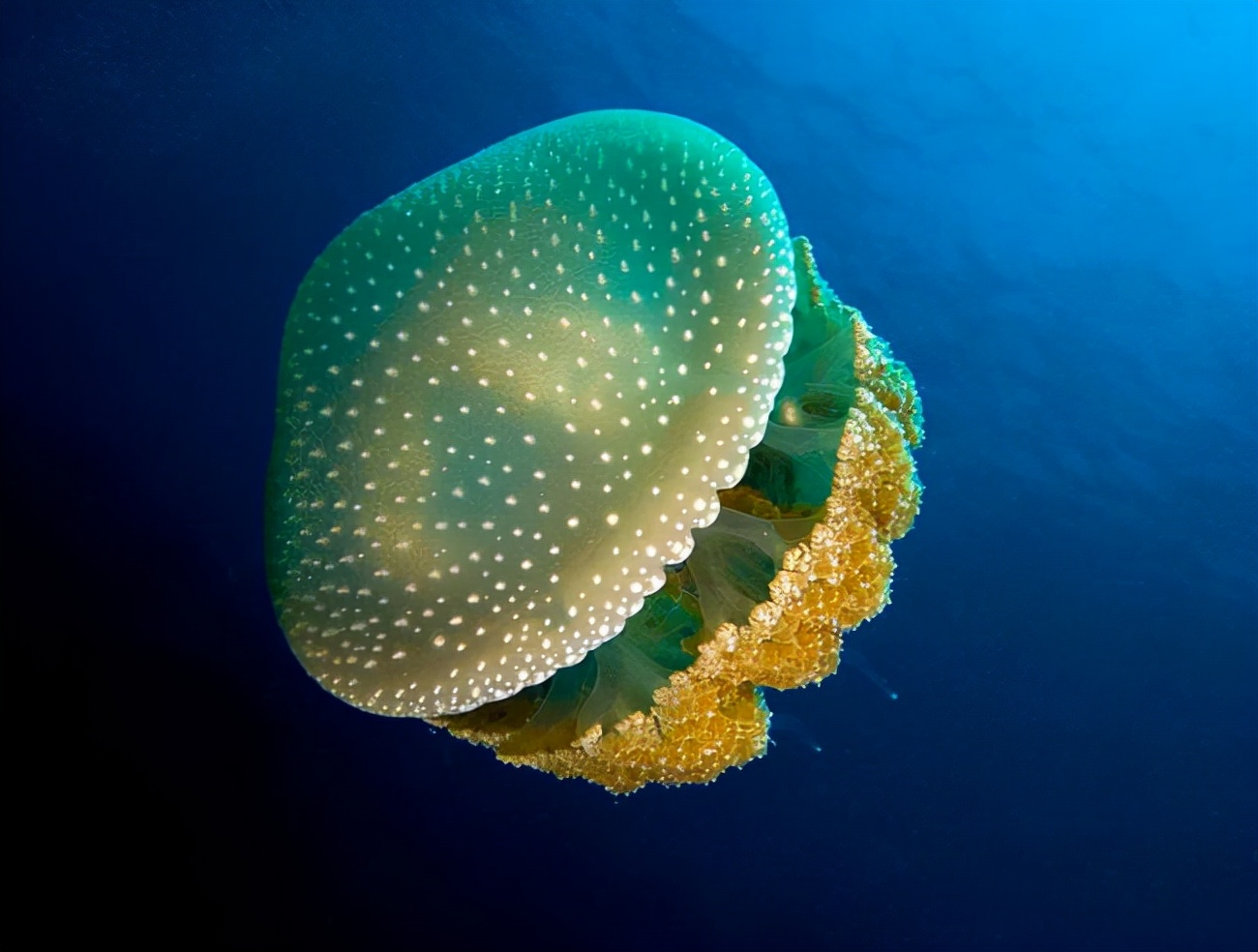 水母图片大全大图(绚丽多彩的水母图大集合欣赏)