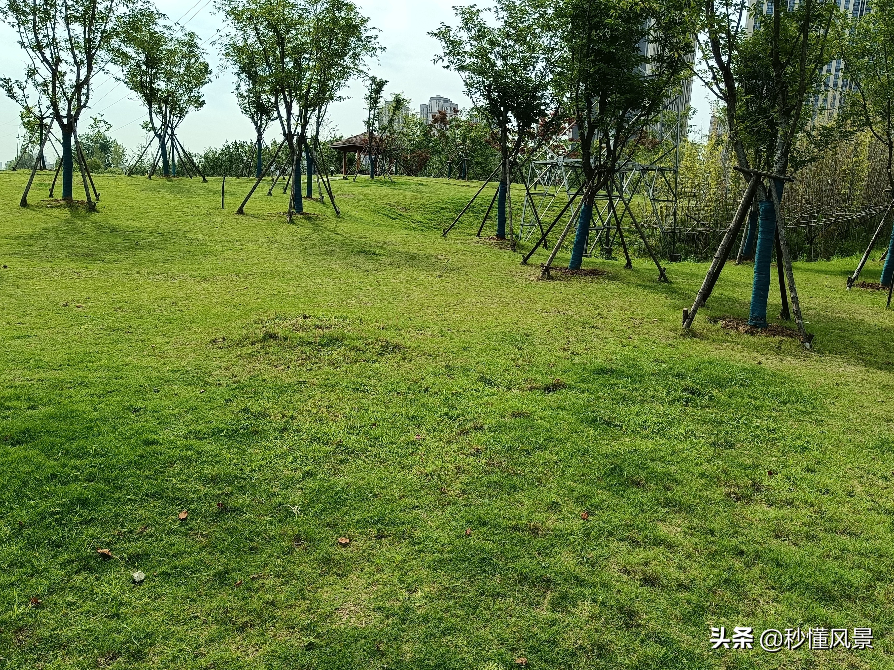 武汉又一公园走红 不要门票适合遛娃拍照 还有粉色月见草花海 今日头条