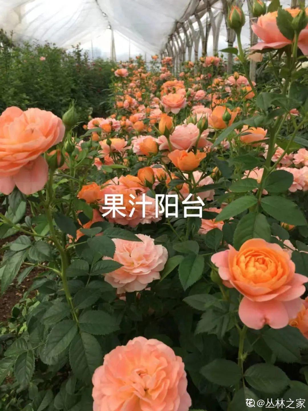 象征老人长寿的花（寓意老人健康长寿的花）