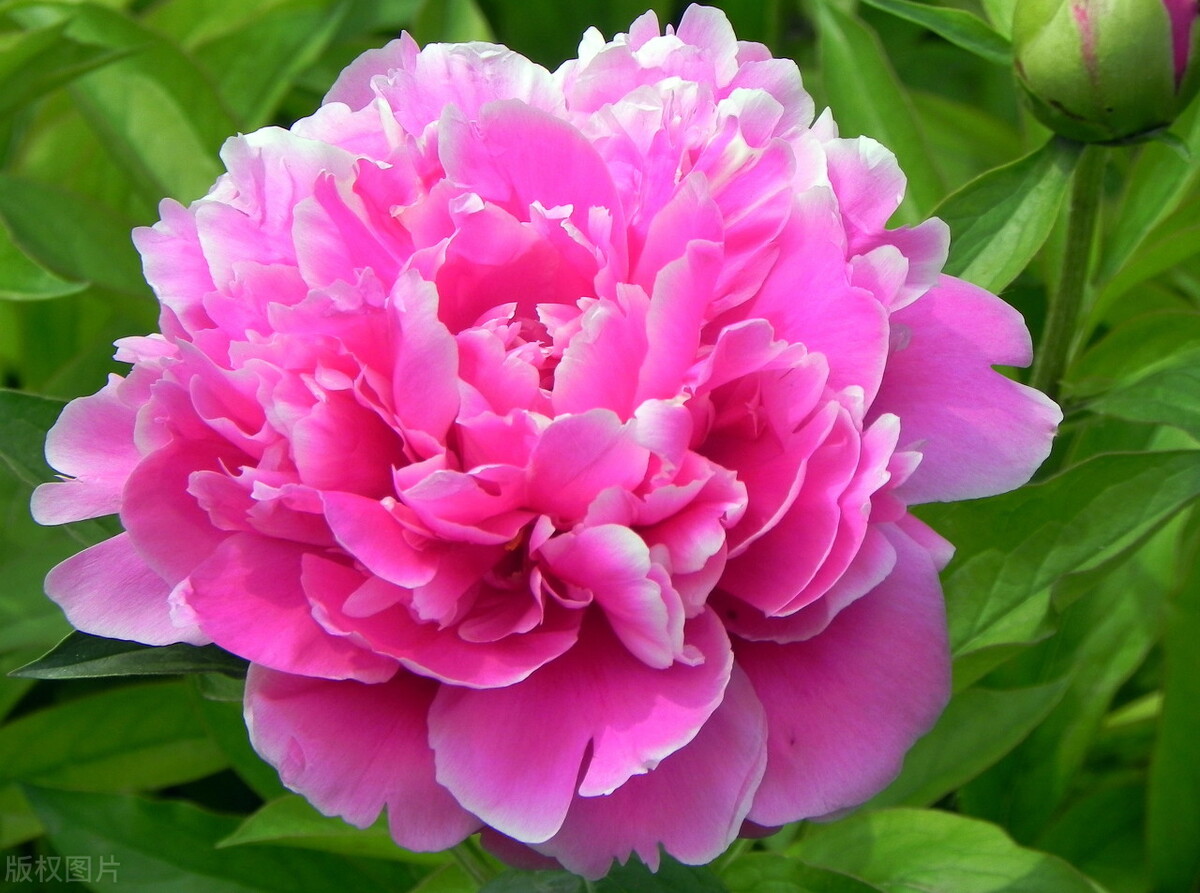 牡丹花开花后的修剪方法牡丹花花朵凋谢后,要及时将其剪除,避免植株