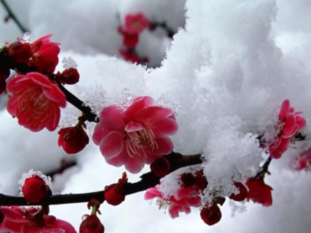 四年级下册语文 古诗 墨梅