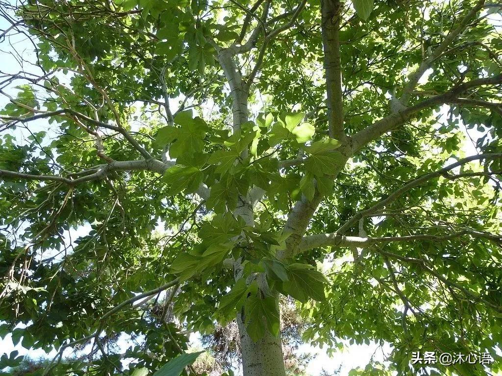 那年杏花春雨，石楠花开，梧桐飞絮……