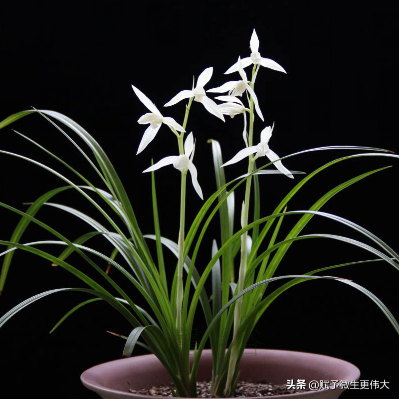 为品芬芳——最致敬孟凡民妻吕瑞芬