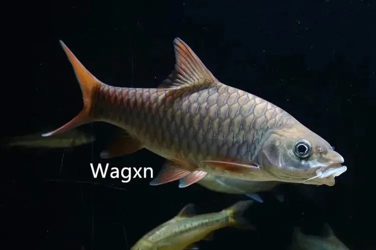 云南土著鱼类,吃过三种算你狠